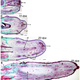 Illustration for article titled How Lizard Tails Could Help Scientists Study Human Limb Regeneration